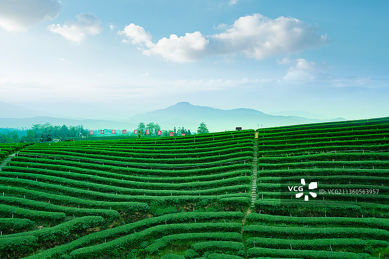 航拍茶山风光图片素材