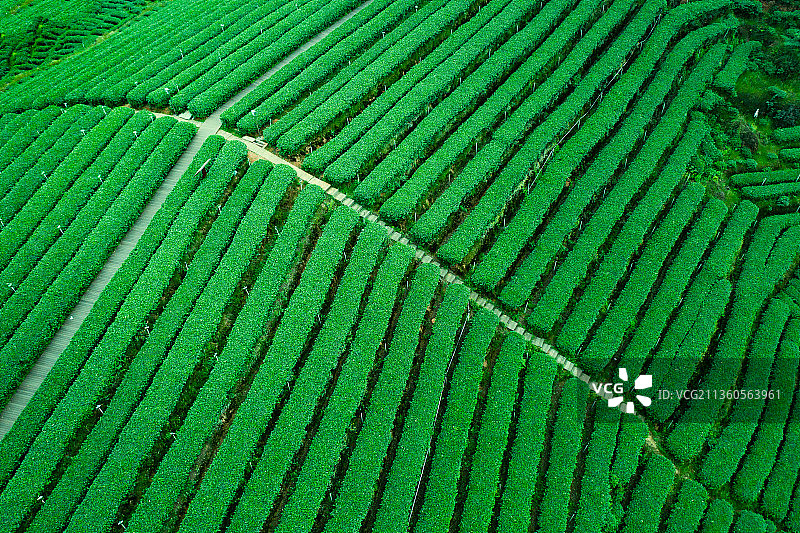 航拍茶山风光图片素材