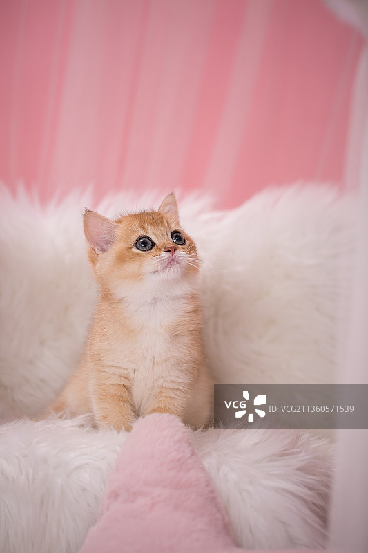 宠物幼崽设计素材模板图片素材