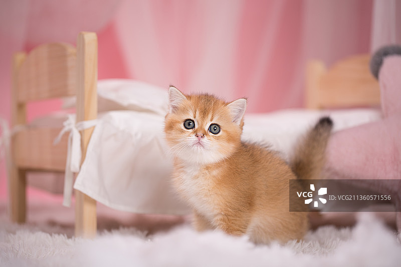 宠物幼崽设计素材模板图片素材