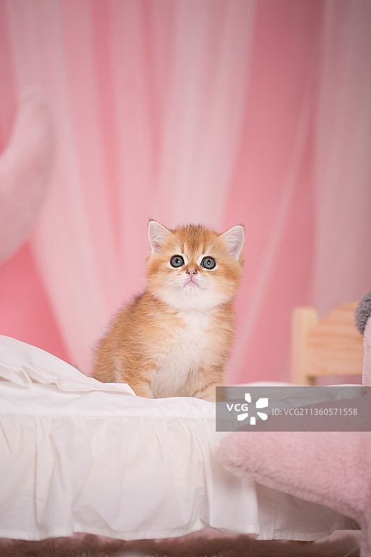 宠物幼崽设计素材模板图片素材