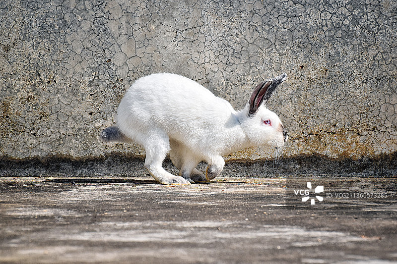 飞速奔跑中的小白兔图片素材