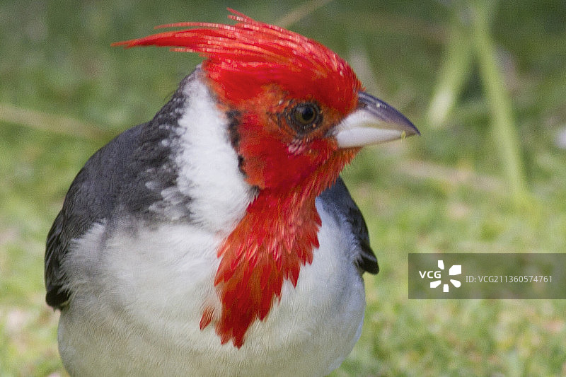 红冠红雀特写图片素材