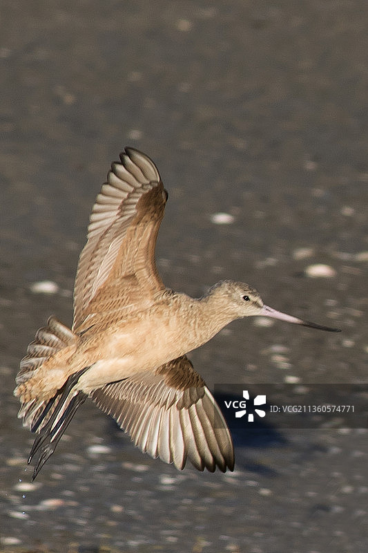 丘鹬降落瞬间图片素材