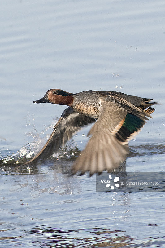 绿翅鸭雄鸟起飞图片素材
