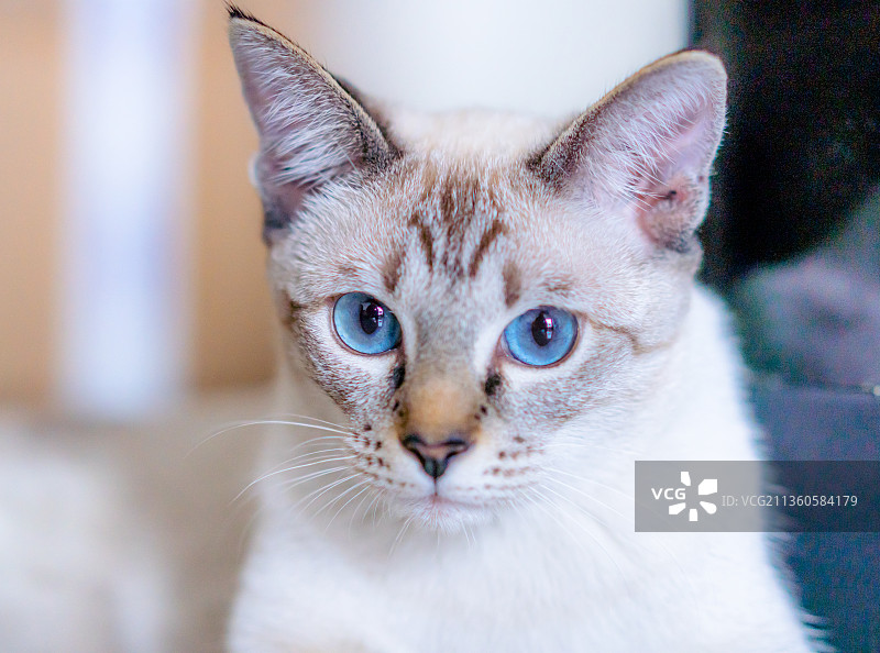 虎斑暹罗猫图片素材