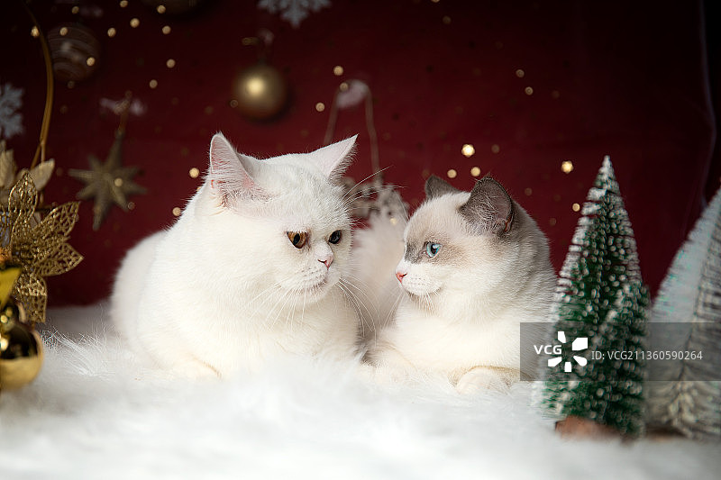 圣诞节的布偶猫和曼基康矮脚猫图片素材