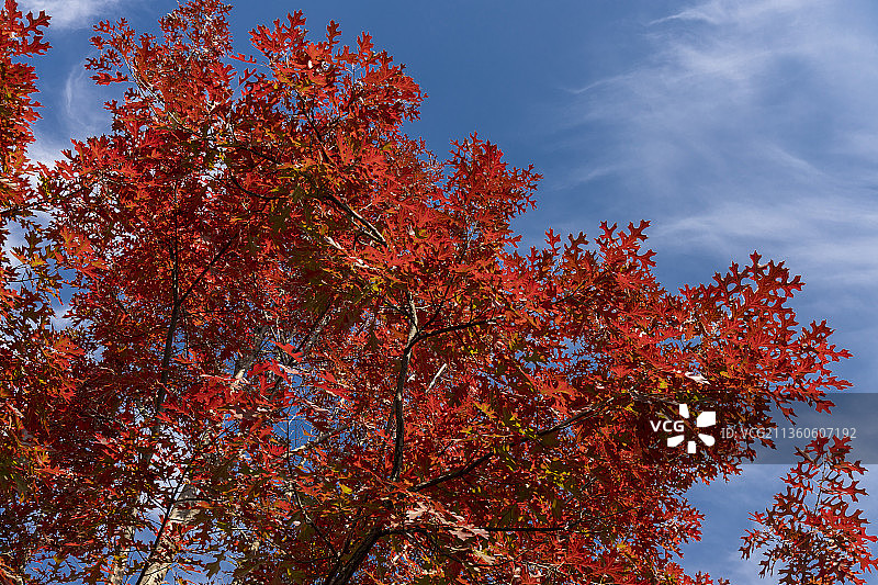 北美红橡树图片素材