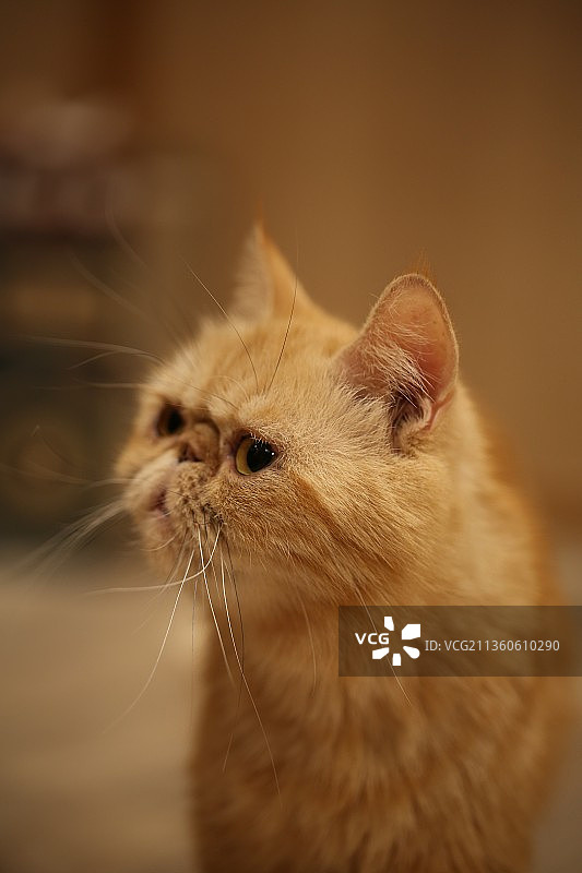 苦瓜脸的小加菲图片素材