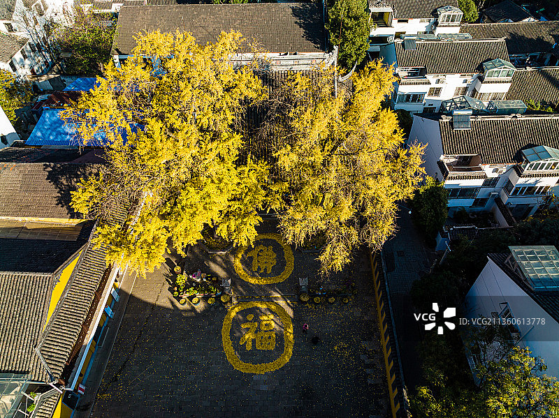 江苏苏州定慧寺秋季银杏图片素材