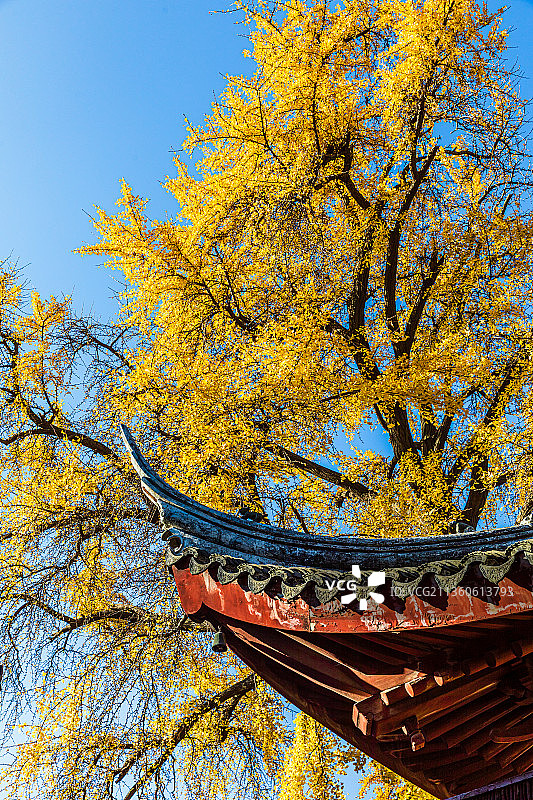 江苏苏州定慧寺秋季银杏图片素材