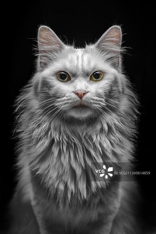 黑色背景下猫的特写肖像图片素材