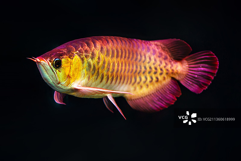 漂亮的金龙鱼图片素材