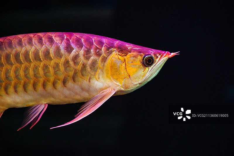 金龙鱼图片素材