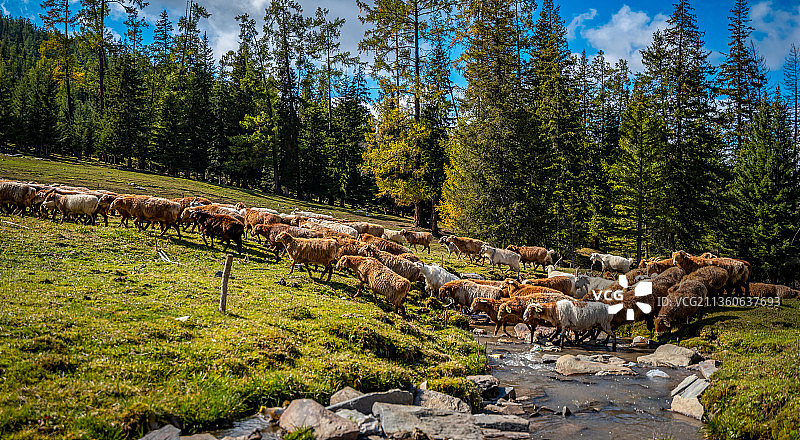 中国新疆 布尔津 牧民转场图片素材