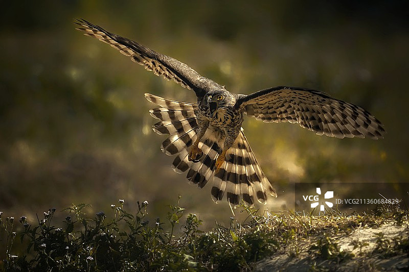 凤头鹰图片素材