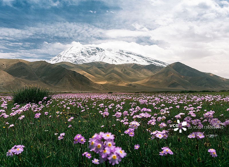 帕米尔高原“花儿为什么这样红”图片素材