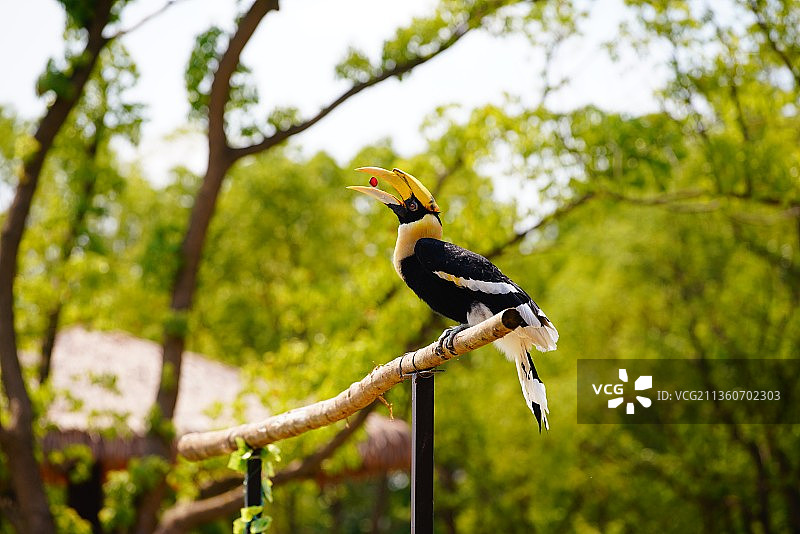 鸟栖息在树上的低角度视图图片素材