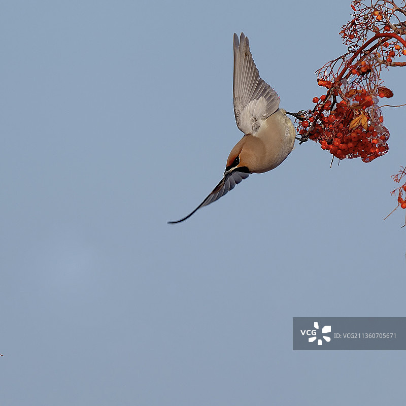 冰果枝上的太平鸟图片素材