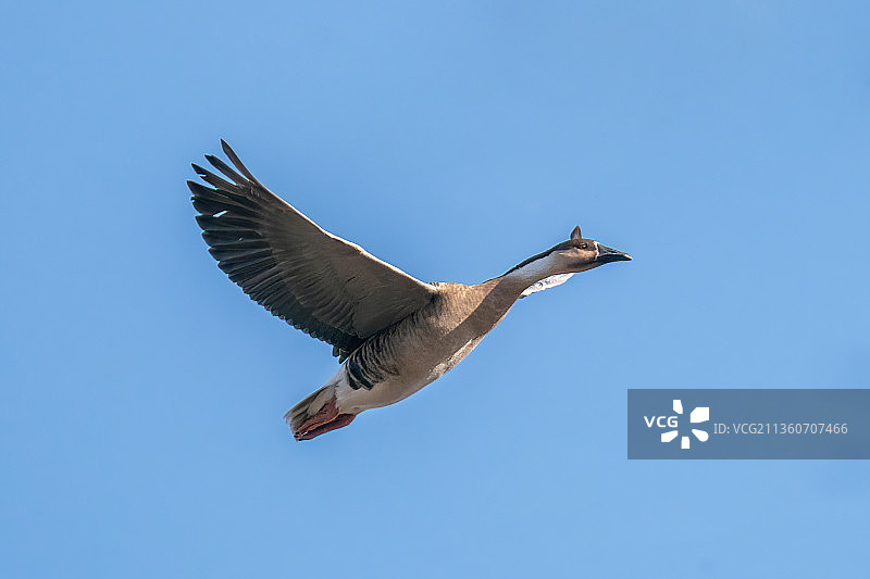 飞行的鸿雁图片素材