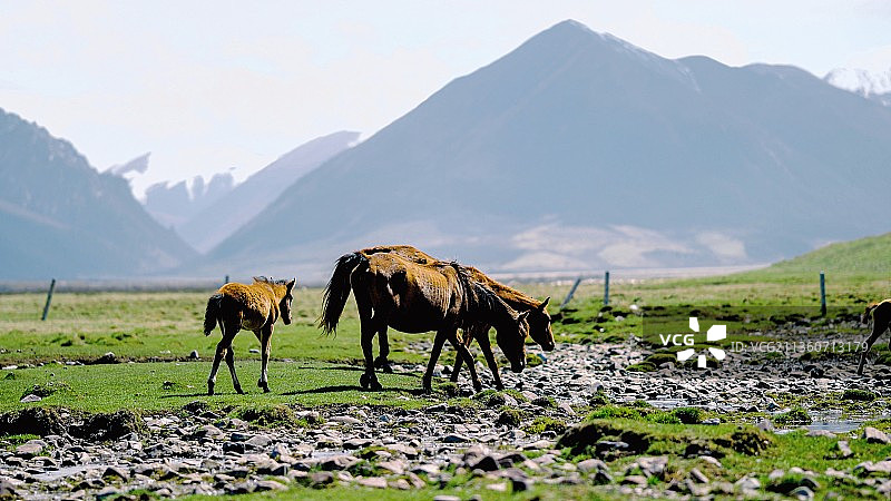 甘肃张掖、大草原、雪山、群马、马场、万马奔腾、山丹军马场图片素材