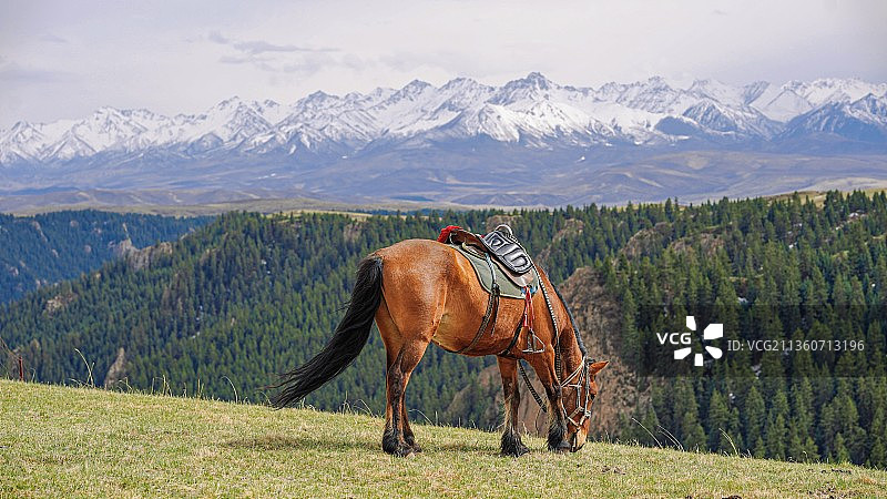 甘肃张掖、大草原、雪山、群马、马场、万马奔腾、山丹军马场图片素材