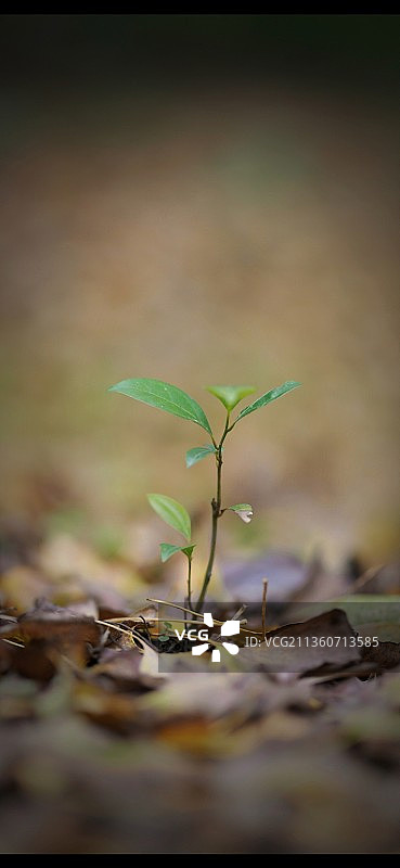 秋去冬来，弱小的树苗依然坚韧不拔图片素材