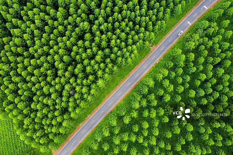 塞罕坝尚海纪念林图片素材