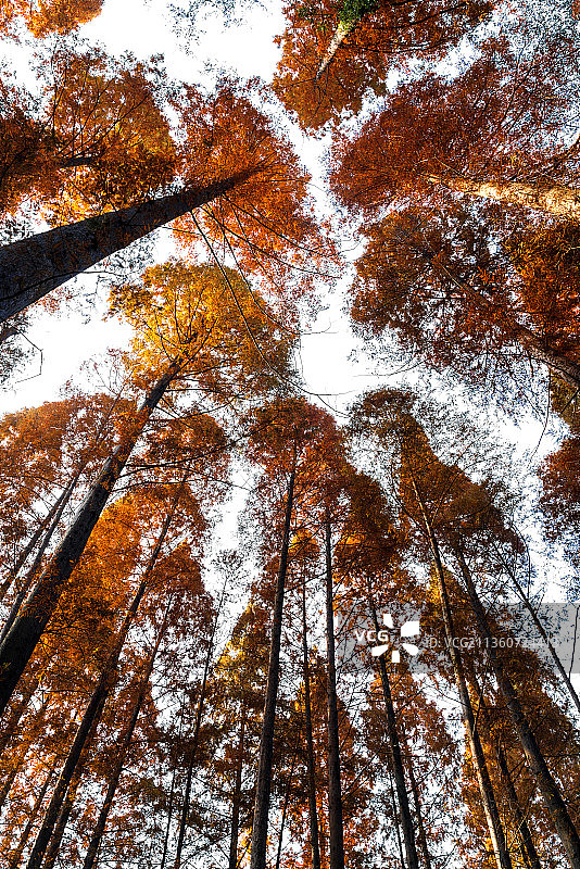 秋天的水杉树图片素材