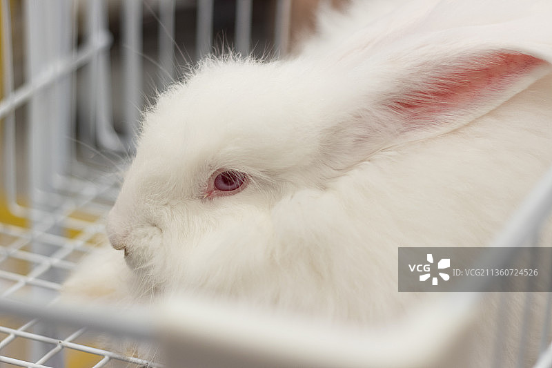 安哥拉巨兔图片素材