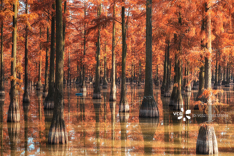 武汉涨渡湖湿地自然保护区水上森林杉树图片素材