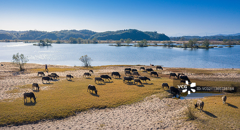 横排头牧牛生态美图片素材