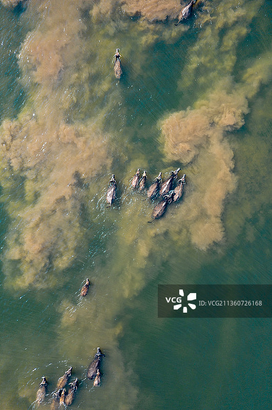 横排头牧牛生态美图片素材