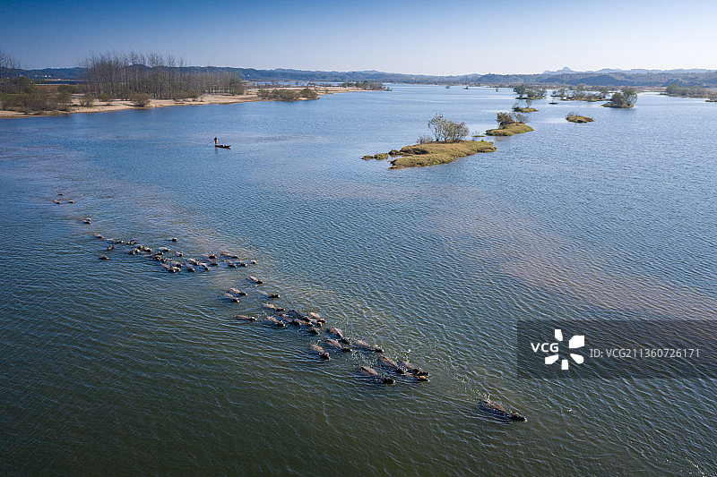 横排头牧牛生态美图片素材
