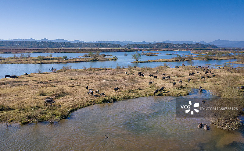 横排头牧牛生态美图片素材