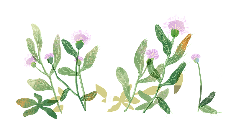 紫色花草插画元素图片素材