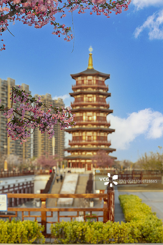 中国河南省洛阳市瀍河区朱樱塔湿地公园春暖花开图片素材