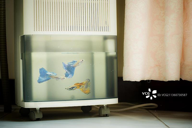 除湿器中的热带鱼孔雀鱼（Poecilia reticulata），潮湿天气的象征图像图片素材