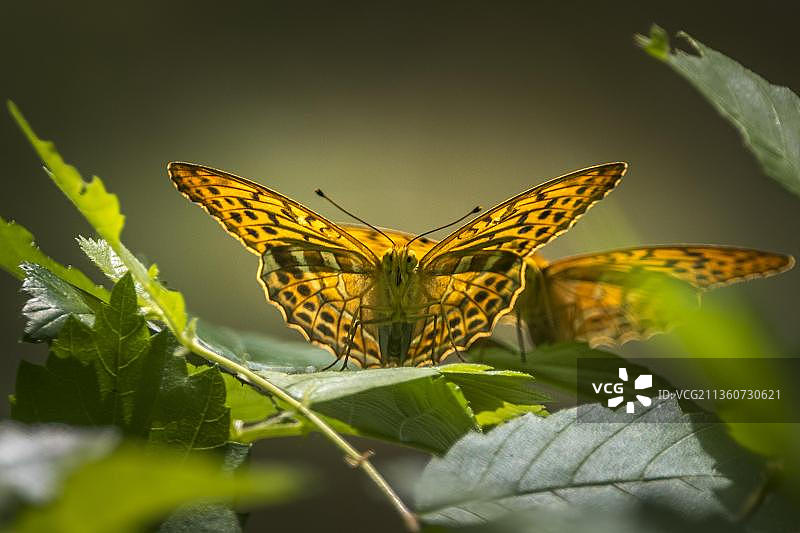 德国黑森吕塞尔斯海姆，摩恩希布鲁赫自然保护区，停留在黑莓上的大紫蛱蝶图片素材