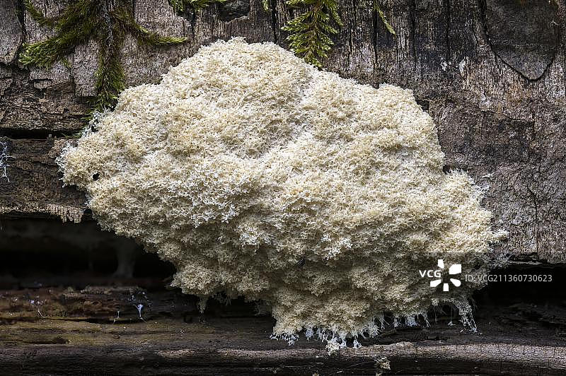 腐木上的白色绒泡菌，德国黑森州吕塞尔斯海姆图片素材