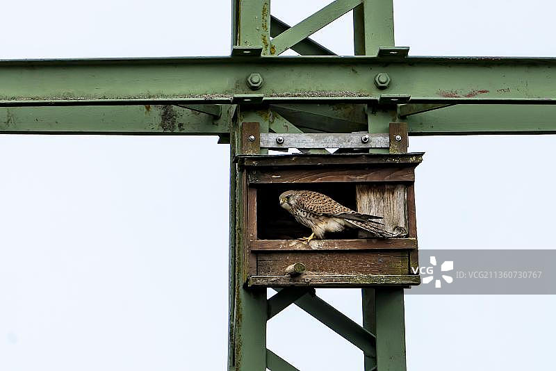 普通红隼栖息在德国莱茵兰-普法尔茨人工巢箱前图片素材