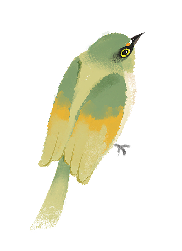 可爱绿色小鸟插画元素图片素材