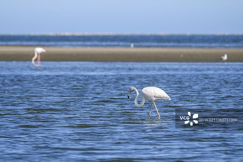 非洲纳米比亚鲸湾大小红鹳浅水觅食图片素材