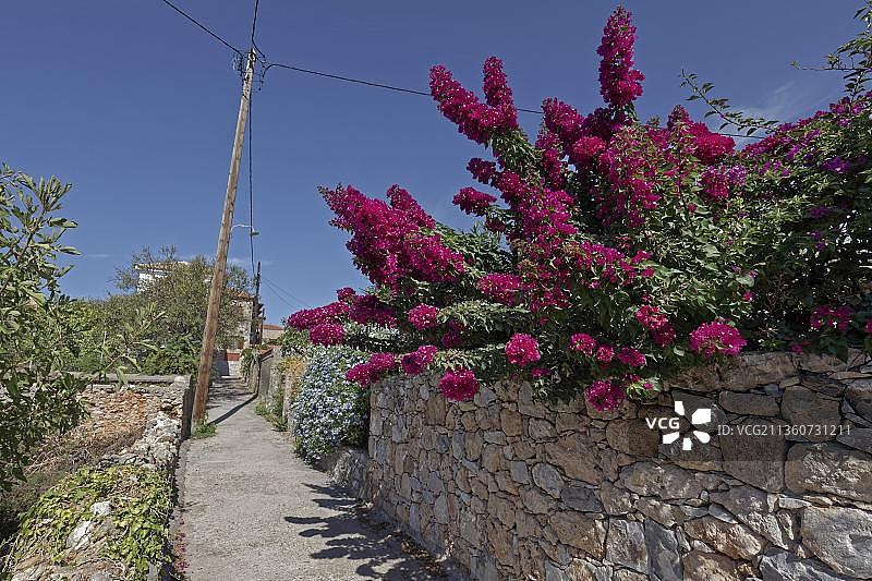 希腊迈尼半岛的紫色九重葛小路图片素材