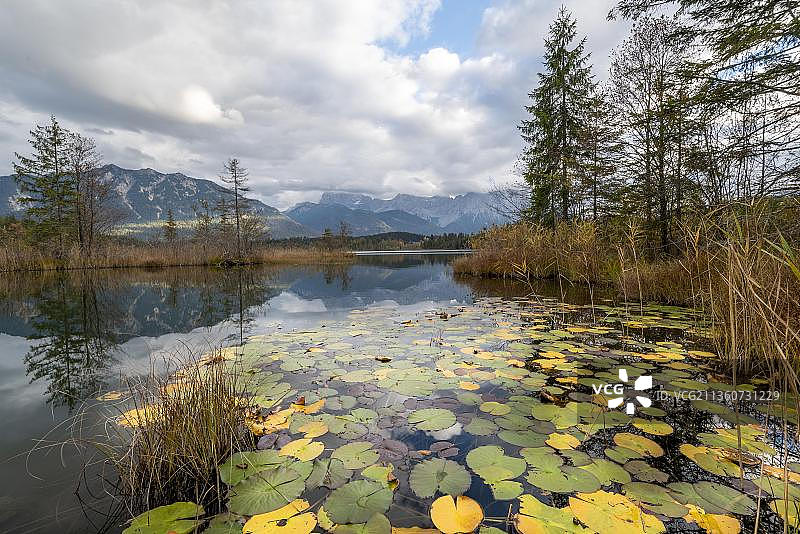 德国巴伐利亚上巴伐利亚韦尔登费尔瑟兰克吕恩卡文德尔山脉巴姆湖的睡莲图片素材