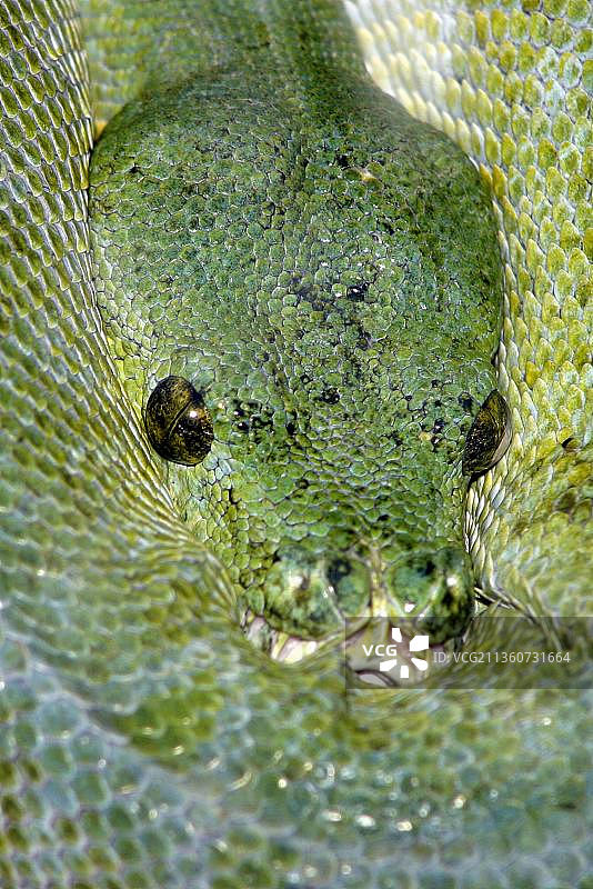 翠绿树蟒图片素材