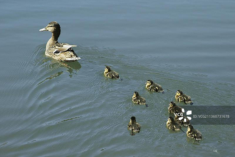 绿头鸭，母鸭和鸭宝宝图片素材