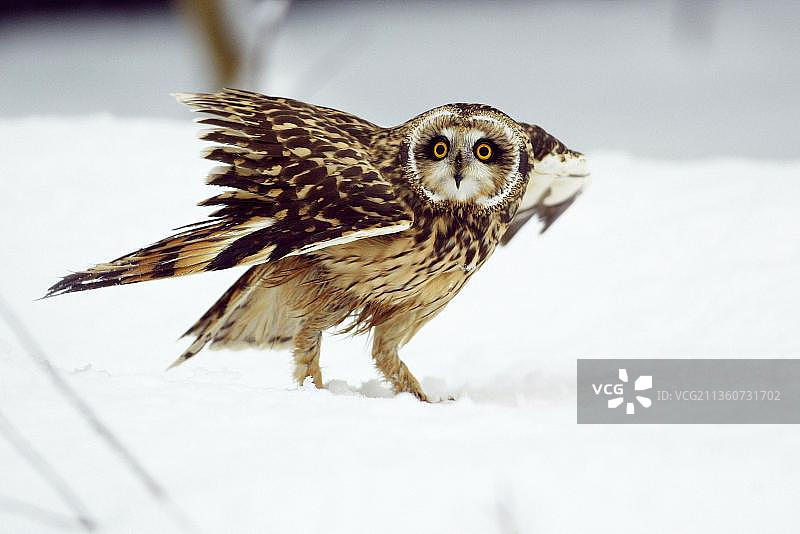 短耳鸮图片素材