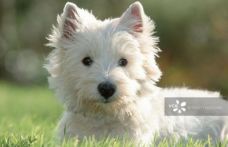 西部高地白梗图片素材