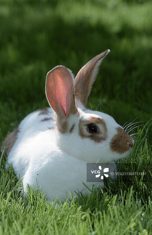 家兔，户外图片素材